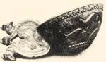 Csanak, oldal�n vad�szjelenet r�szlete: fut� szarvasok, a csanak f�l�n stiliz�lt k�tfej� sas (N�gr�d m., 1898). Bp. N�prajzi M�zeum