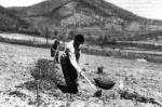 Sz�l�telep�t�s (Pusztafalu, Borsod-Aba�j-Zempl�n m., 1965)