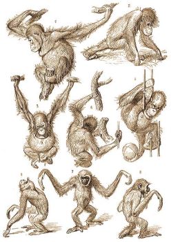 Az orangut�n (1-5) �s a gibbon (6-8) test�ll�sai.