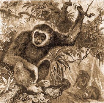 Feh�rkez� gibbon (Hylobates lar L.).