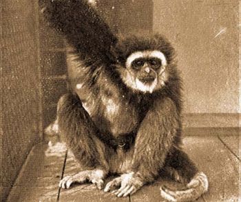 Feh�rkez� gibbon (Hylobates lar L.).