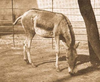 Kul�n (Equus hemionus Pall.).