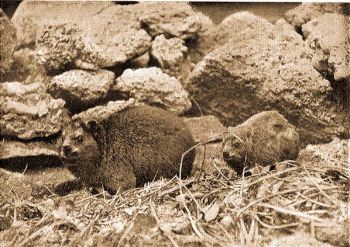 D�lafrikai szirtiborz (Procavia capensis Pall.).