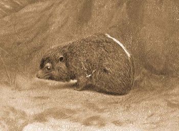 Nyugatafrikai fak�sz� borz (Procavia dorsalis Fras.).