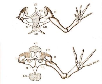 Az unka �s a kecskeb�ka v�ll�ve: hB=szegycsont (sternum), hR=holl�orrcsont (coracoideum), M=epicoracoideum, S=lapocka (scapula), vB=el�szegycsont (omosternum), vR=kulcscsont (praecoracoideum).