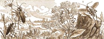 1. Dar�zsh�t� cinc�r (
