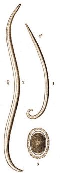 1. Az ember Ors�giliszt�ja (Ascaris lumbricoides L.) 1 = h�m, 2 = n�st�ny, 3 = pete. 