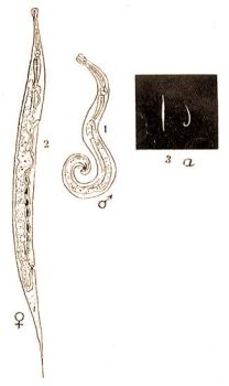 2. Az ember Hegyesfark� giliszt�ja (Oxyuris vermicularis L.) 1 = h�m, 2 = n�st�ny nagy�tva, 3 = term. nagys. (eredeti rajz) 