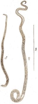 1. B�l-Trichinella (Trichinella spiralis Owen) h�m �s n�st�ny.