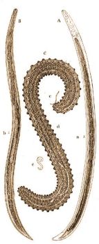 l. A Dong�m�hek fon�lf�rge (Sphaerularia bombi Dufour). A = h�m nagy�tva, a = term. nagys�g, B = fiatal n�st�ny nagy�tva, b = term. nagys�g, C = ivar�rett n�st�ny, c = a tulajdonk�peni f�reg, d = annak kit�remkedett m�he, e = term. nagys�g.