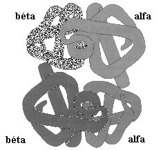 hemoglobin molekula t�rszerkezeti k�pe