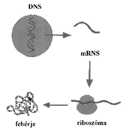 DNS - mRNS - ribosz�ma - feh�rje