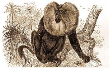 Bark�s p�vi�n (Vetulus silenus L.).