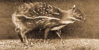 Afrikai patk�ny�z (Hyemoschus aquaticus Ogilb.).