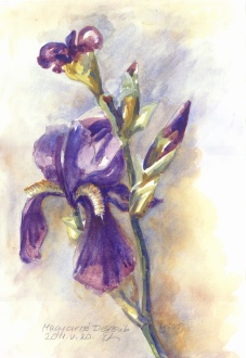 4500iris.jpg
