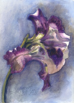 4501iris.jpg