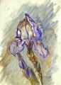 2597iris.jpg
