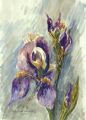 2598iris.jpg