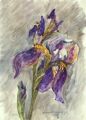 2599iris.jpg