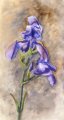 3652iris.jpg
