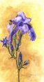 3653iris.jpg