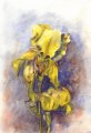 3981iris.jpg