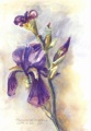 4500iris.jpg